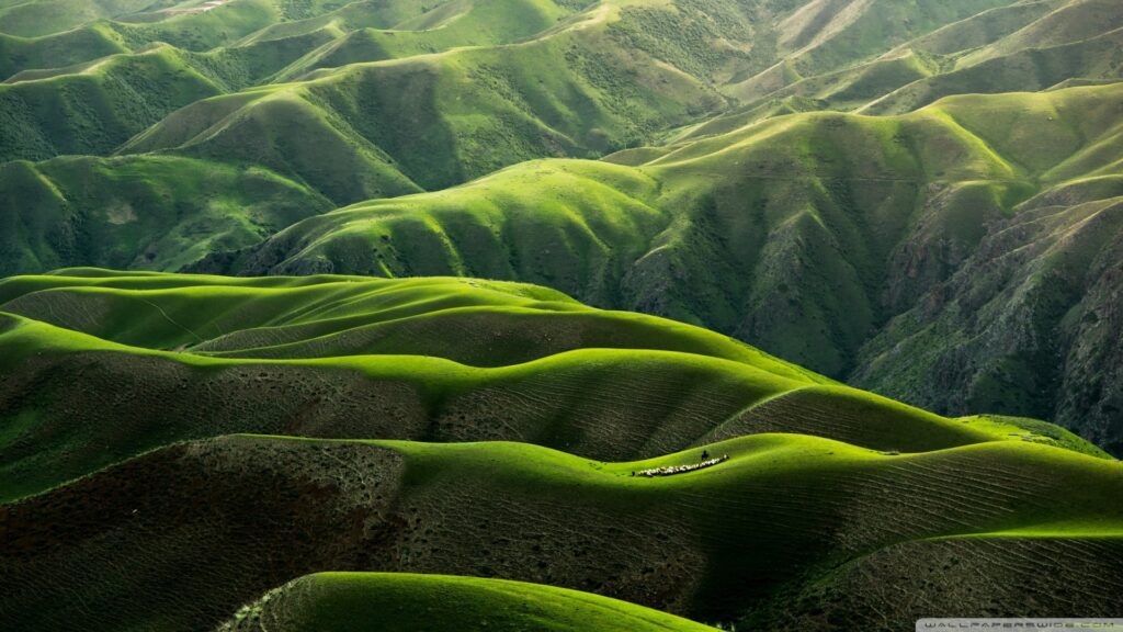 grassland landscape wallpaper 1920x1080